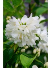 Hecke Duft Jasmin Minnesota Snowflace, Hhe: 30-40 cm, 5 Pflanzen