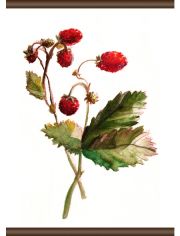 Leinwand Erdbeer Pflanze, Leinwand Rollbild 50x70 cm