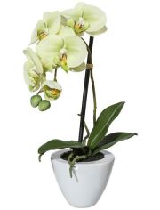Kunstpflanze Orchidee Phalaenopsis, im Keramiktopf, Hhe 36 cm, grn