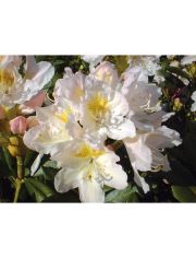 Rhododendron Cunninghams White, Hhe: 15 cm, 1 Pflanze
