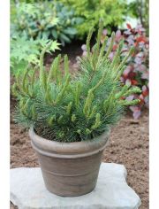 Hecke Kiefer Pinus mugo mughus, Hhe: 20-30 cm, 9 Pflanzen