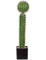 Kunstpflanze Kaktus, im Kunststofftopf, H: 50 cm