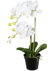 Kunstpflanze Orchidee Phalaenopsis, im Kunststofftopf, H: 55 cm, wei