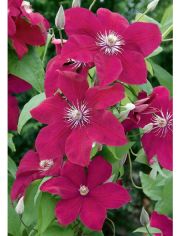Clematis Rouge Cardinal (2 Pfl.)