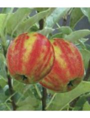 Obstbaum Apfel Karneval