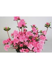 Rhododendron »Drapa«