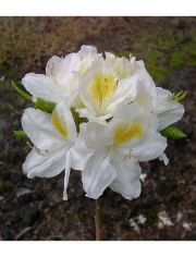 Rhododendron Azalee Persil