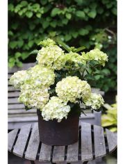 Hortensie Magical Noblesse, Hhe: 30-40 cm, 2 Pflanze