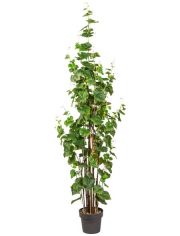 Kunstpflanze Weinlaub, im Kunststofftopf, H: 180 cm