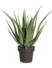 Kunstpflanze Sukkulente Aloe, im Kunststofftopf, H: 45 cm