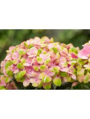 Hortensie Magical Coral Pink, Hhe: 30-40 cm, 1 Pflanze