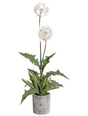 Kunstpflanze Pusteblumenbusch, im Zementtopf mit Moos, Hhe 70 cm, wei