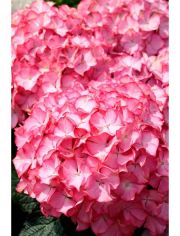 Hortensie Pink Annabell, Hhe: 50-60 cm, 1 Pflanze