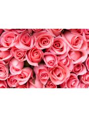 Fototapete Pink Rose Flowers, BlueBack, 7 Bahnen, 350 x 260 cm