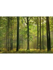 Fototapete Autumn Forest, 8-teilig, 366x254 cm