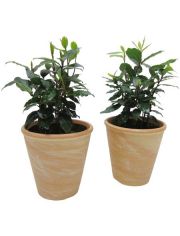 Zimmerpflanze Gewrzlorbeer, Hhe: 15 cm, 2 Pflanzen in Dekotpfen