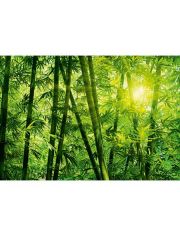 Fototapete »Bamboo Forest«, 8-teilig, 366x254 cm