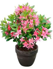 Rhododendron Jolie Madame, Hhe: 15 cm, 3 Pflanzen
