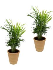 Zimmerpflanze Palmen-Set, Hhe: 30 cm, 2 Pflanzen in Dekotpfen