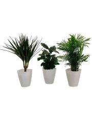 Zimmerpflanze Palmen-Set, Hhe: 30 cm, 3 Pflanzen in Dekotpfen