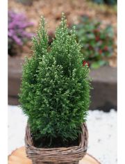 Hecke Scheinzypresse Snow White, Hhe: 40-50 cm, 1 Pflanze