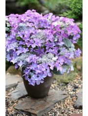 Hortensie Selina Blau, Hhe: 30-40 cm, 1 Pflanze