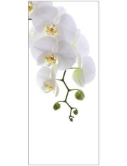 Badrückwand »mySPOTTI shower Orchid Phala«, Höhe: 210 cm