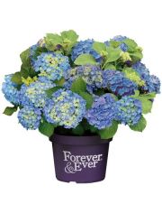 Hortensie Forever and Ever Blue, Hhe: 30-40 cm, 1 Pflanze