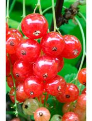 Sulenobst Rote Johannisbeere Traubenwunder, Hhe: 50 cm, 2 Pflanzen