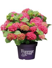 Hortensie Forever and Ever Red, Hhe: 30-40 cm, 1 Pflanze