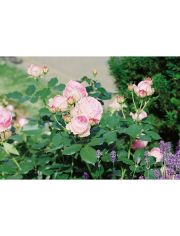 Strauchrose »Eden Rose®«