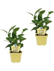 Zimmerpflanze Tee-Pflanzen, Hhe: 20 cm, 2 Pflanzen