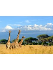 Fototapete Giraffes at Kilimanjaro, BlueBack, 7 Bahnen, 350 x 260 cm