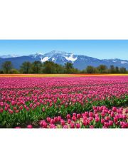 Fototapete Tulips, 8-teilig, 366x254 cm