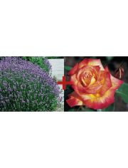 Set: Beetrose »Rose Rumba & Lavendel«