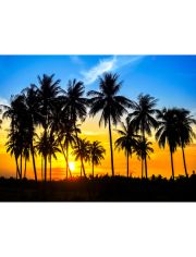 Fototapete Coconut Palm Trees, BlueBack, 7 Bahnen, 350 x 260 cm