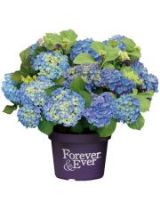 Hortensie Forever and Ever Blue, Hhe: 30-40 cm, 2 Pflanze