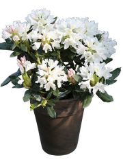 Rhododendron Cunninghams White, Hhe: 15 cm, 4 Pflanzen