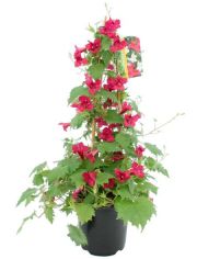 Beet & Balkonpflanze Trompetenwinde rot, Hhe: 70 cm
