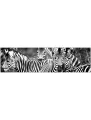 Kchenrckwand fixy Zebra herd