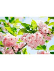 Fototapete Sakura Blossom, 8-teilig, 366x254 cm