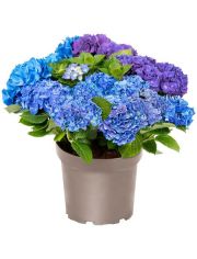 Hortensie »Three Sisters Blue, Violett, White«, Höhe: 30-40 cm, 1 Pflanze