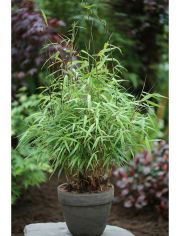 Bambus Asian Wonder, Hhe: 60-80 cm, 1 Pflanze