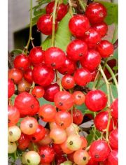 Sulenobst Rote Johannisbeere Rolan, Hhe: 50 cm, 1 Pflanze