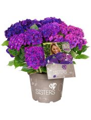 Hortensie »Three Sisters Blue, Violett, Pink«, Höhe: 30-40 cm, 1 Pflanze
