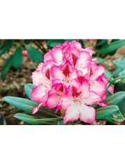 Rhododendron 4er-Set