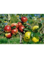 DUO-Obstbaum Apfel