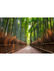 Fototapete Bamboo Grove of Kyoto, BlueBack, 7 Bahnen, 350 x 260 cm