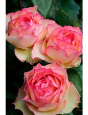 Beetrose »Rosa ´Jalitah ®«, Höhe 30 cm, 1 Pflanze
