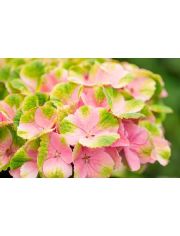 Hortensie »Magical Amethyst Pink«, Höhe: 30-40 cm, 2 Pflanze